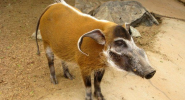 Plemeno prasete africký kartáčový ucho: popis a rysy divokého zvířete